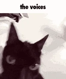 Meme with a cat doing funny movements with caption 'the voices'